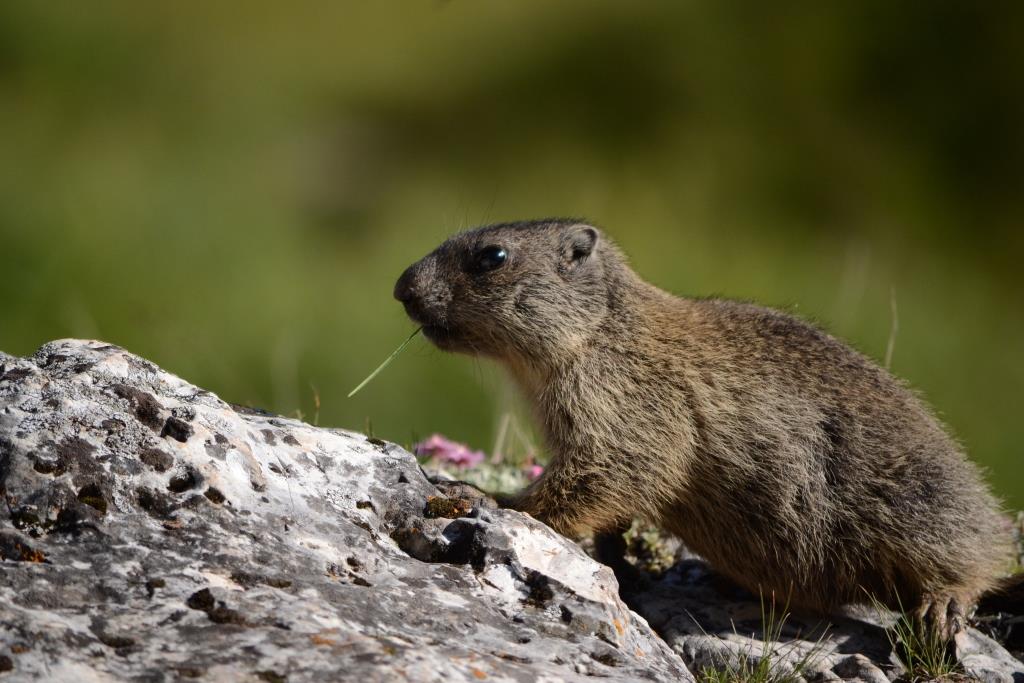 marmotta web