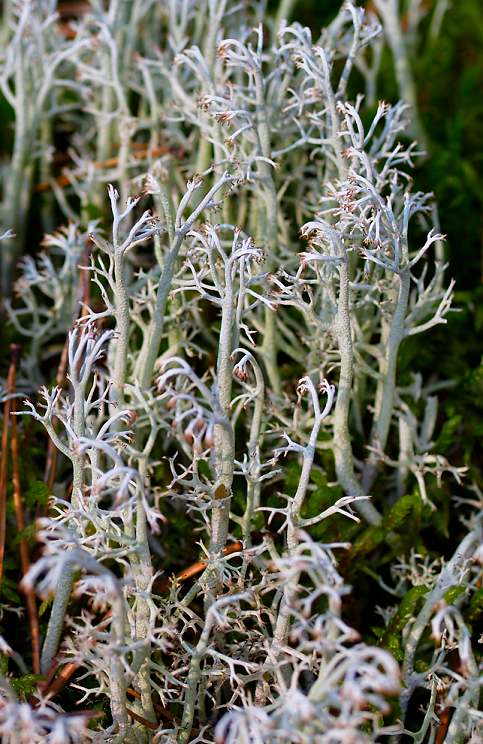 Cladonia rangiferina ASaag