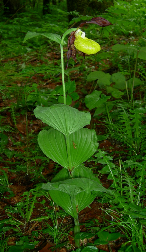 Cypripedium 01 SPierce