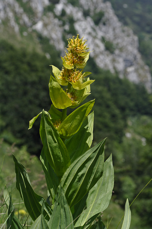 Gentiana lutea GParolo