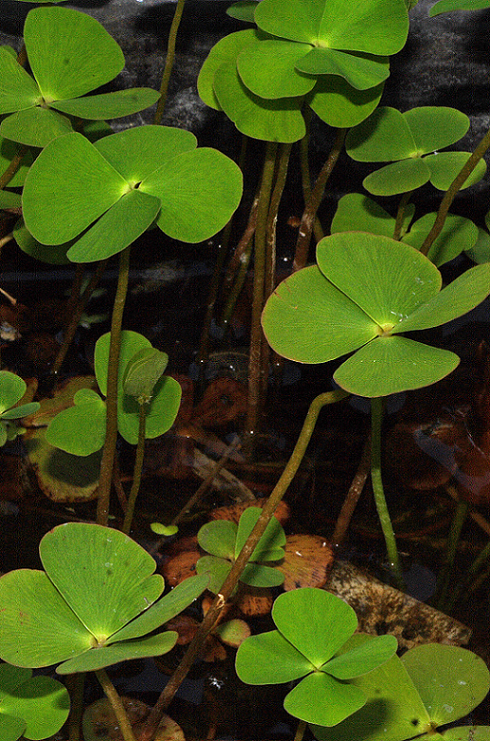 Marsilea GParolo