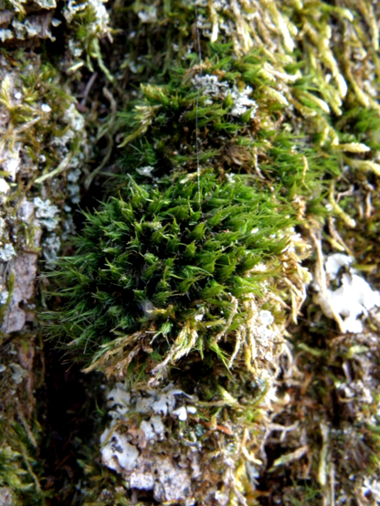 Muschio GBrusa