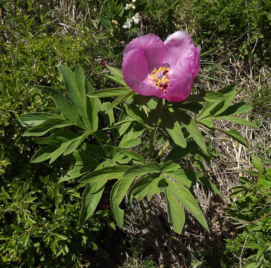 Paeonia officinalis Brusa red