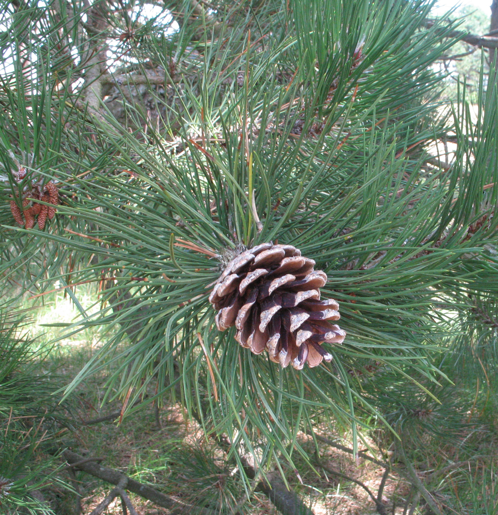 C04 Pinus nigra