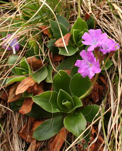 Primula FBonifacio