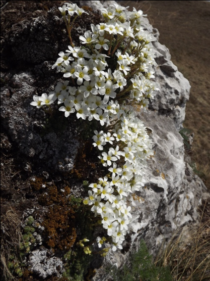 Saxifraga GBrusa