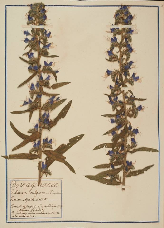 Echium vulgare - Erbario Fabani