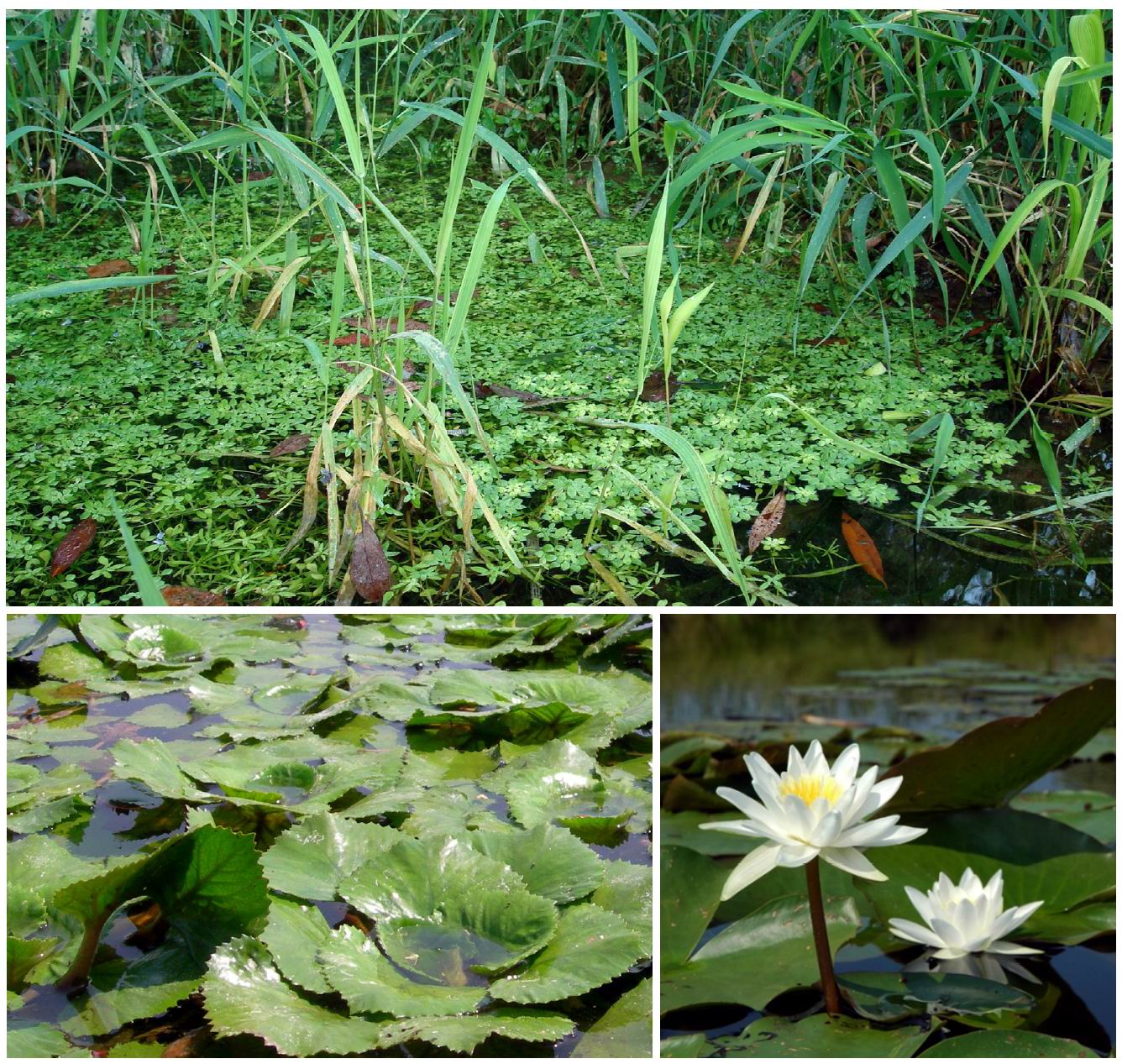 Habitat acquatici