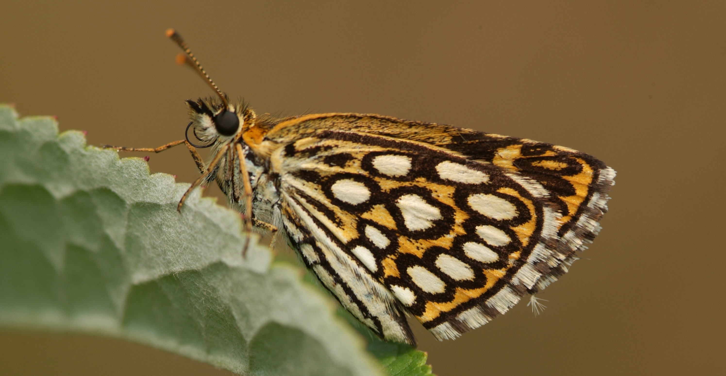 Heteropterus morpheus Sonke red