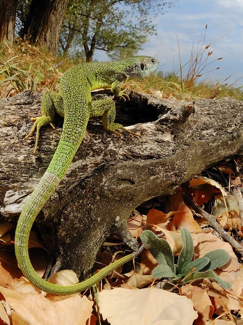 Lacerta bilineata Pupin red