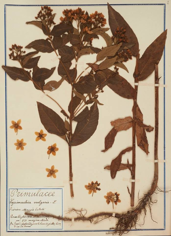 Lysimachia vulgaris - Erbario Fabani