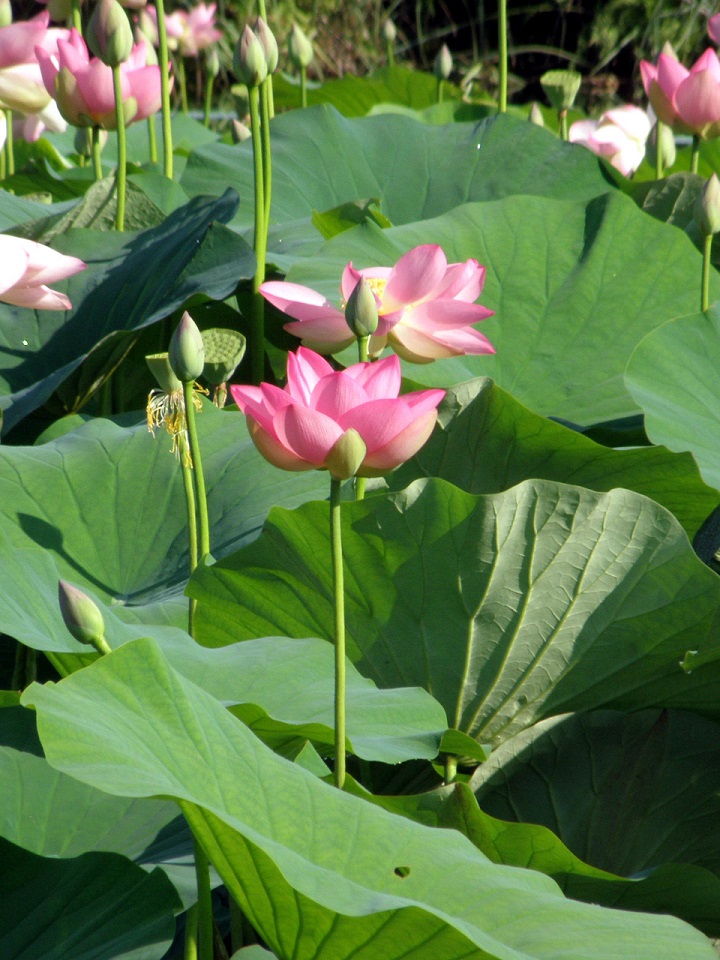 Nelumbo nucifera Brusa red