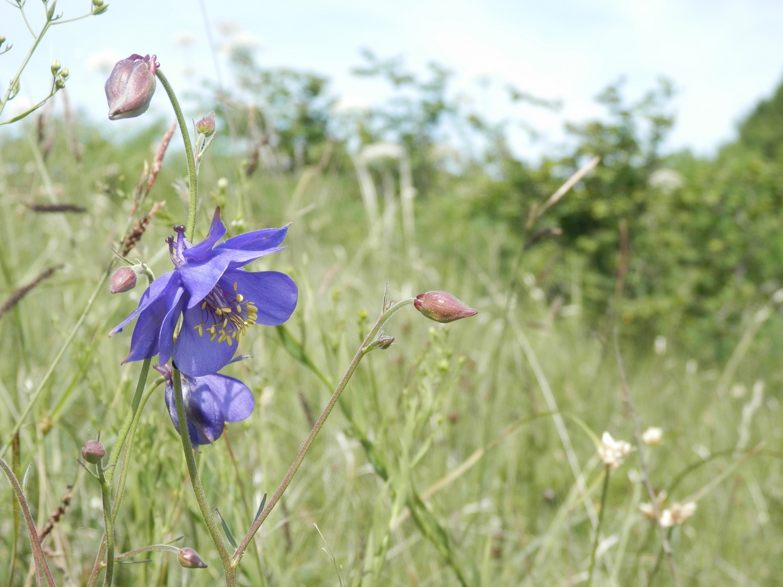 Aquilegia red