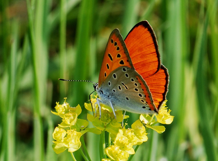 Lycaena dispar Balestrazzi mod