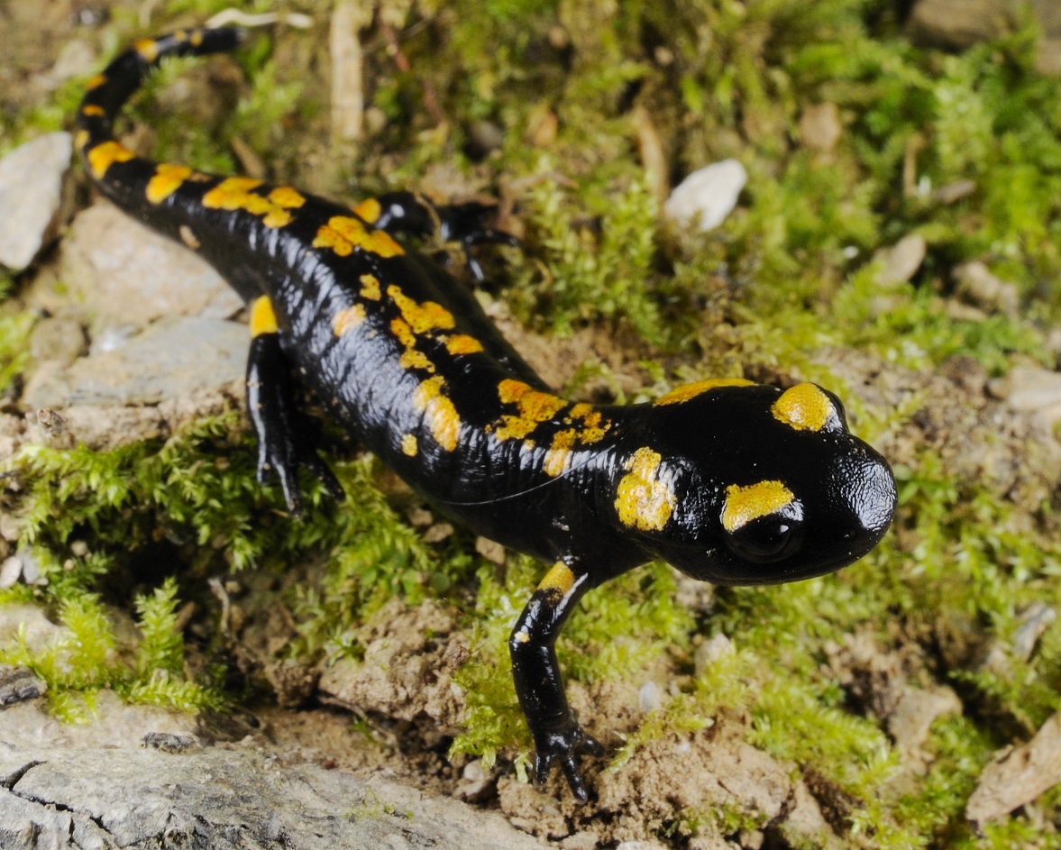 Salamandra red