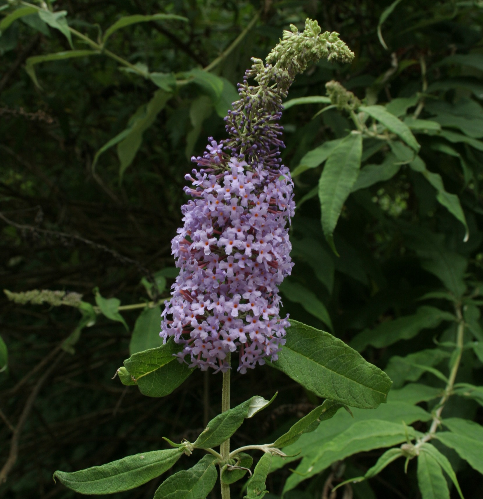 Buddleja davidii (foto G.Brusa) C03 Buddleja a