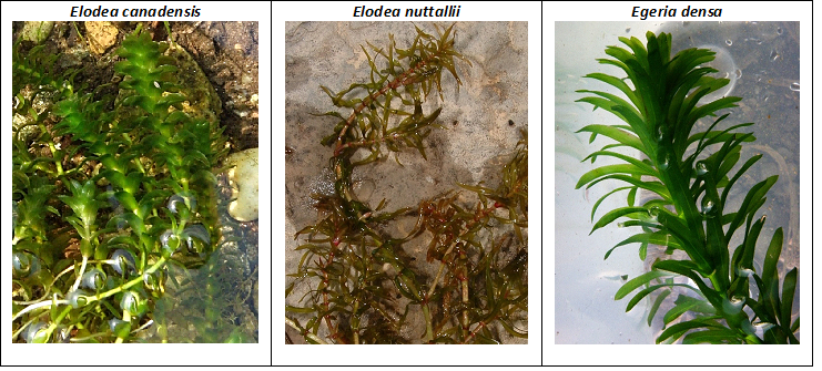 Confronto Elodea Egeria